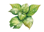 Limón