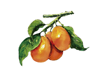 Quinoto