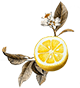 Limón